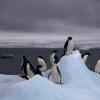 A group of adelie penguins on iceberg