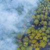 Wildfire smoke covers forest 