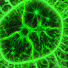 Bacteria