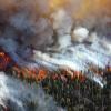 Trees burning during the 2013 Alder Fire in Yellowstone National Park