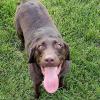 Librarian Allan Van Hoye's dog