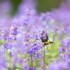 Bee on purple flowers