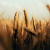 wheat grass
