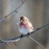 a redpoll finch