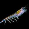 Antarctic krill Euphausia superba. (Credit: Uwe Kils / Wikipedia)