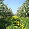 Apple orchard