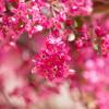 Pink spring blooms