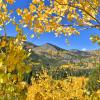 Golden Aspen trees frame mountains