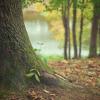 Forest with leaves on ground