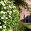 Blooms and greenery near Bear Creek