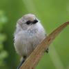 American Bushtit at the Carpinteria salt marsh, one of the three salt marshes studied (Channel City Camera Club/Flickr).