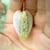 A white strawberry cockle (Fragum fragum) found in the waters of Guam.