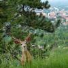 A deer in the hills overlooking Boulder.
