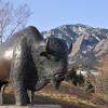 Buffalo sculpture