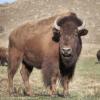 Wild buffalo on a ranch