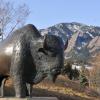 Buffalo sculpture  (Photo by Casey A. Cass/University of Colorado)