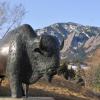 Buffalo statue on CU Boulder campus