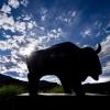 buffalo sculpture on campus