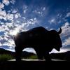 Silhouette of a buffalo sculpture on campus