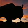 Buffalo sculpture with sunset in the background