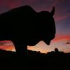 The Ralphie statue at sunset