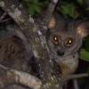Bushbaby in a tree at night