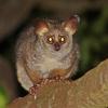 Bushbaby in a tree at night