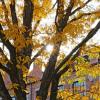 Treetop with golden leaves and a sandstone building in the background
