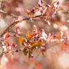 spring blooms on campus