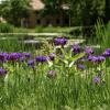 Purple flowers near a pond on campus