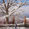 Student walks past Farrand Field on a snowy day