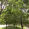 Two rows of trees on CU Boulder campus