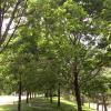 Two rows of ash trees on CU Boulder campus