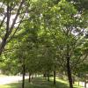Two rows of ash trees on CU Boulder campus