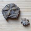 Two fossils lay out on a table