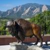 The bronze buffalo sculpture on the CASE building deck.