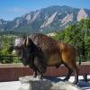 The Ralphie statue on the CU Boulder campus