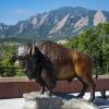 Buffalo statue on the CASE building