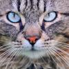 Cat with turquoise eyes (Tambako The Jaguar/Flickr)