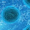 Cells under a microscope