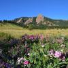 wildflowers near the Flatirons
