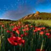 red poppies in front of the Flatirons
