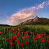 Red poppies in a field in front of Flatirons
