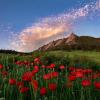 Red poppies in a field in front of Flatirons