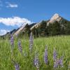 Flatirons from Chatauqua in the summer with flowers in the foreground
