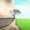 An image of a tree in a field depicting climate change and drought. 