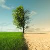 A split image shows half a tree and ground as green and lush, and the other half as brown and brittle. 