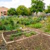 community garden