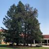 CU Boulder conifer trees