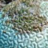 Bleached coral reefs